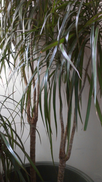 Dracaena