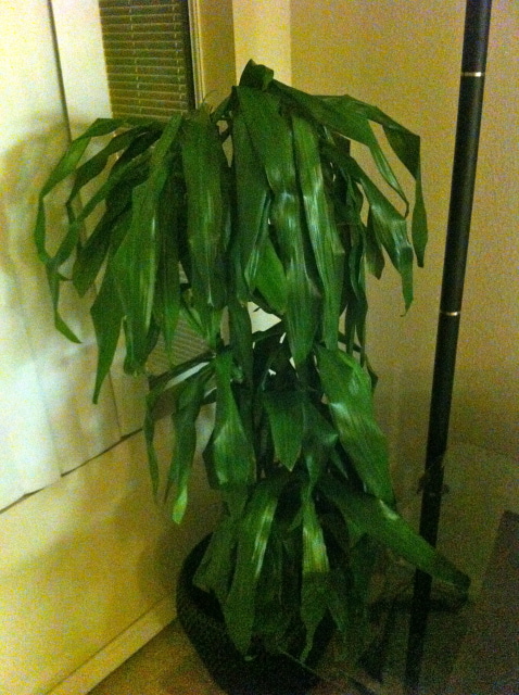 Not so healthy plant : (