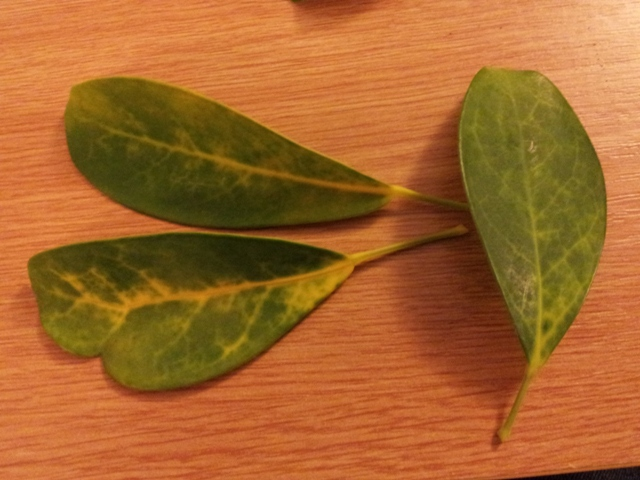 leaf discolour