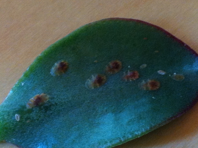 Scale Insects?