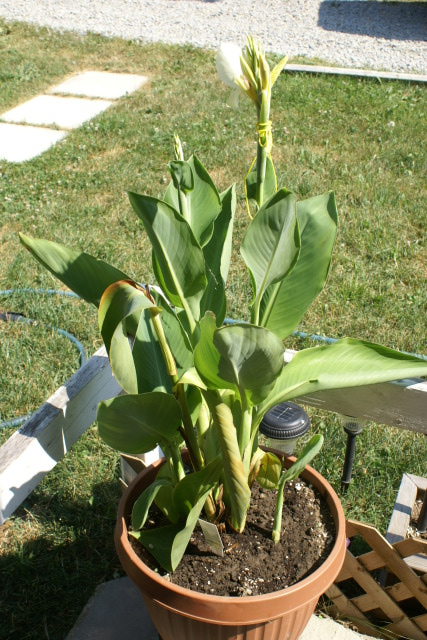 Canna Lily