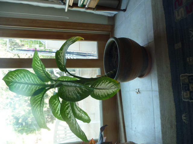 susan-dieffenbachia