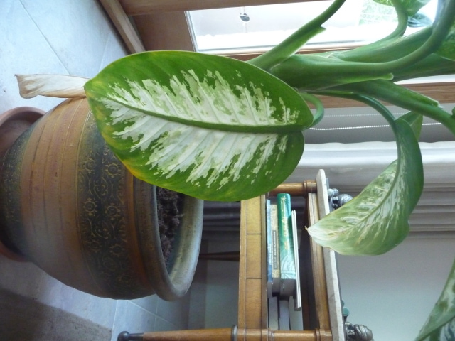 susan-dieffenbachia-2