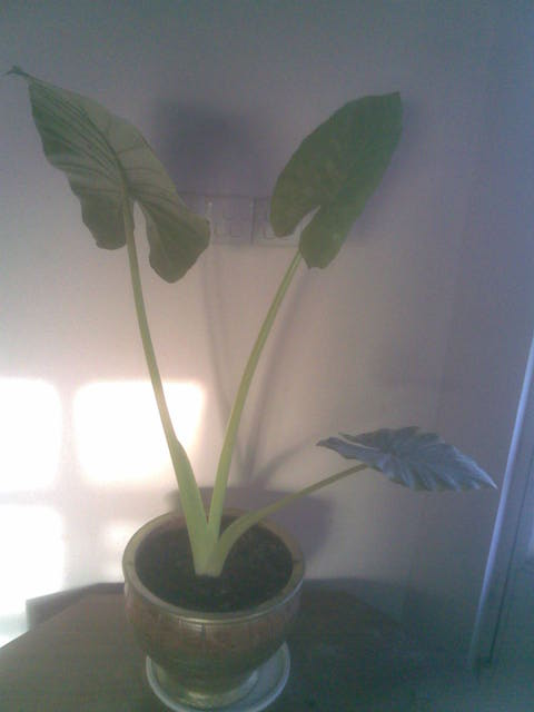 alocasia