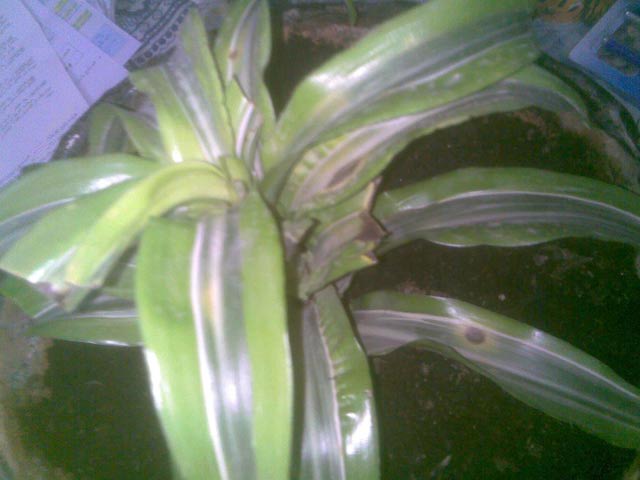 my plant
