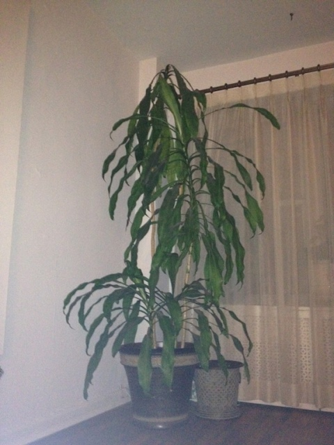 Dracaena Massangeana