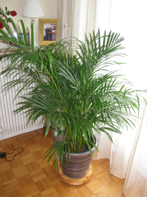 Palm itself