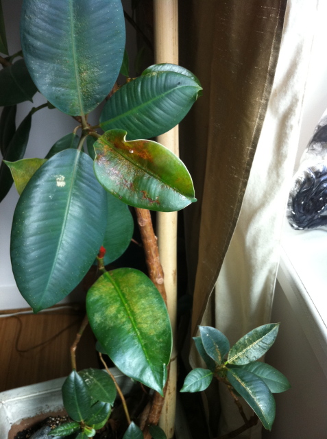 Rubber Plant