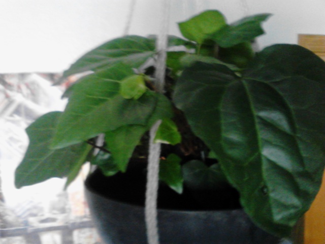 New plant