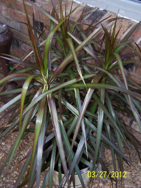 Dragon Plant