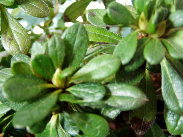 azalea buds