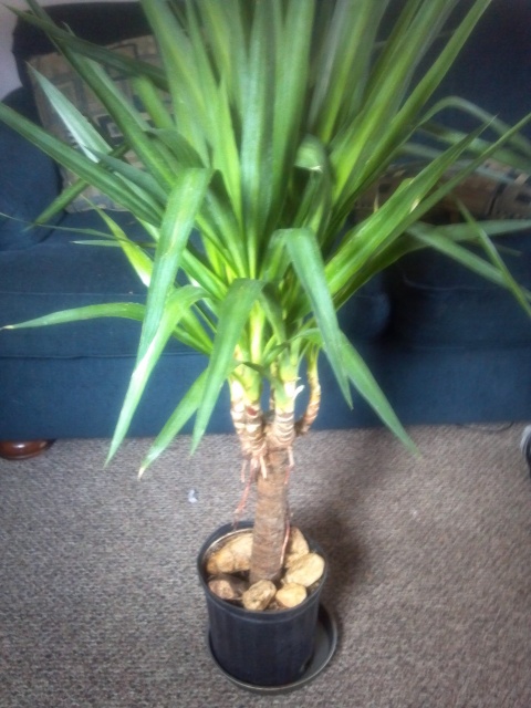 My yucca cane