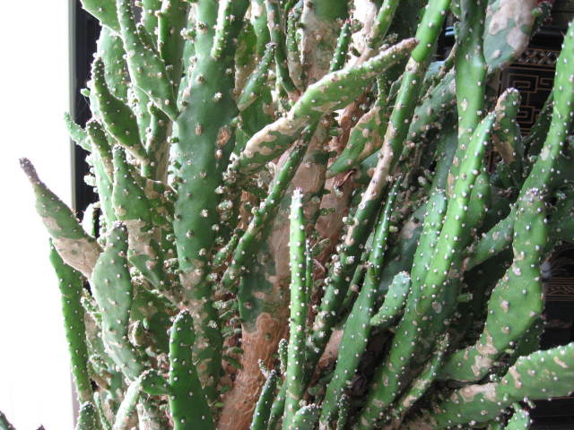 Cactus