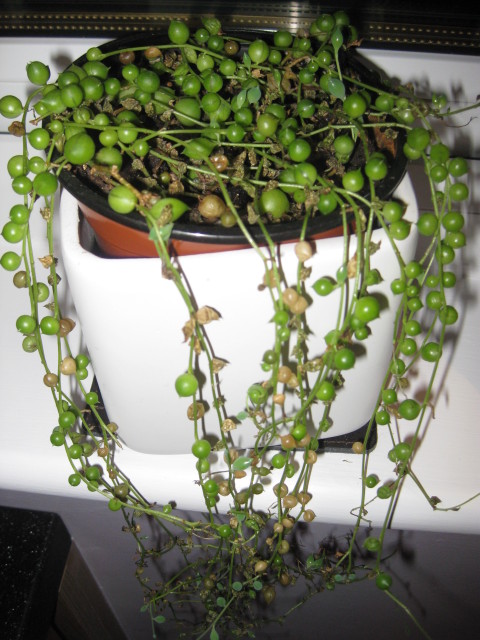 String of Pearls - Poorly!