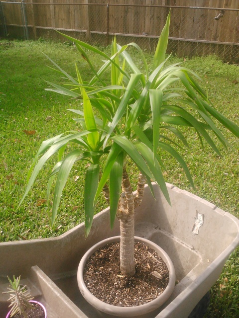 yucca tree