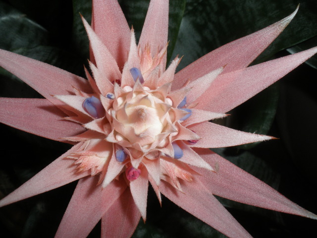 Aechmea Bloom