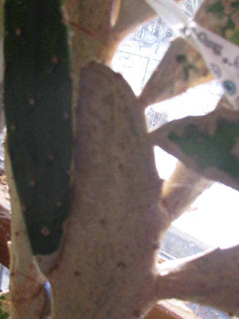 opuntia plant