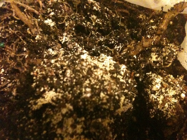 Fungus in my plant