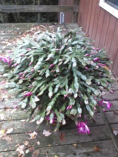 Christmas Cactus