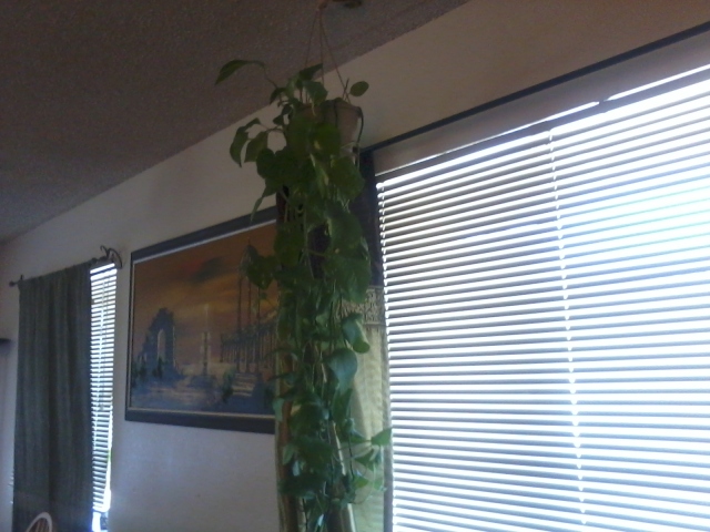 heartleaf plant wilting