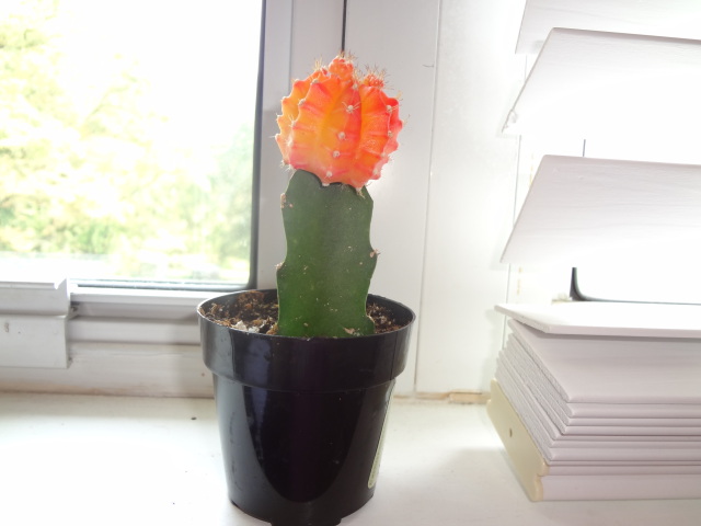 My Moon Cactus