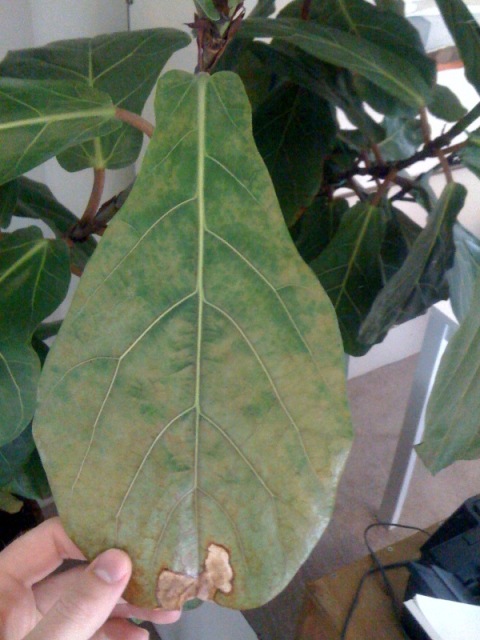 bleached leaf