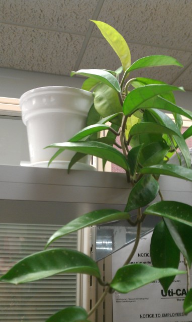 My Plant