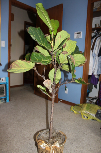 Fiddle Leaf Fig