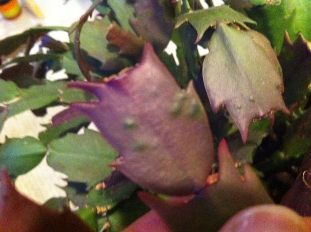 Zygo Christmas Cactus