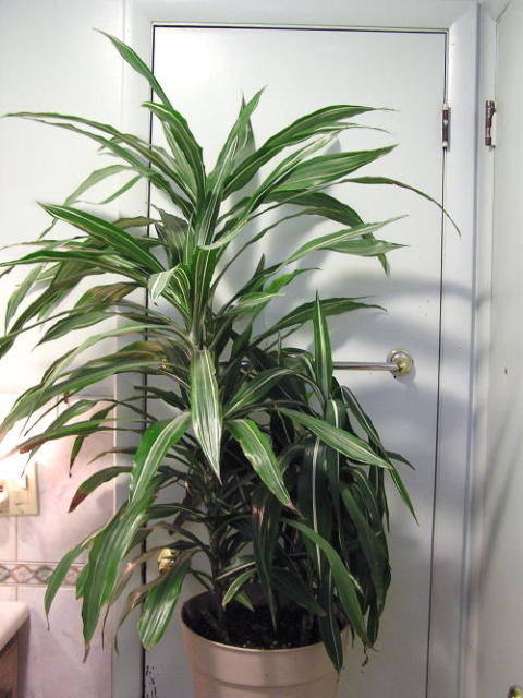 Dracaena Warneckii