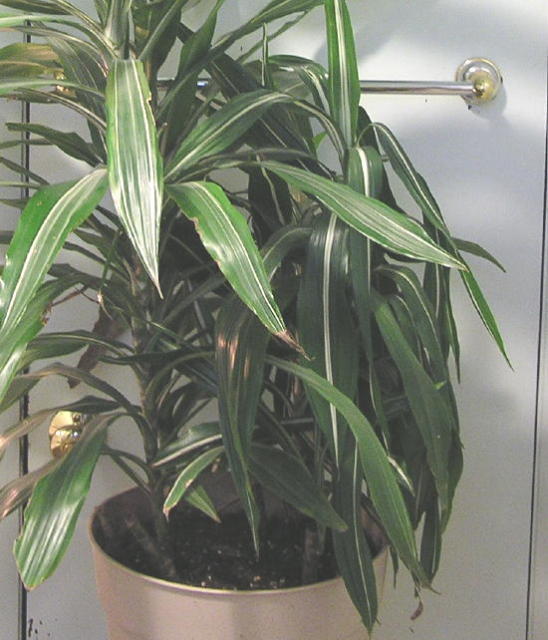 Dracaena Warneckii