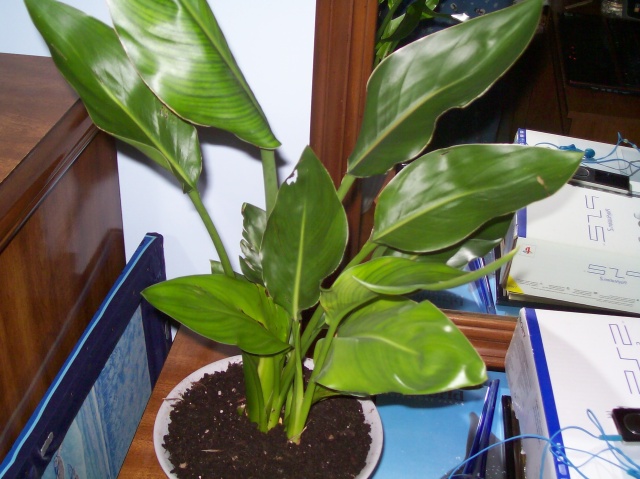 unknown plant