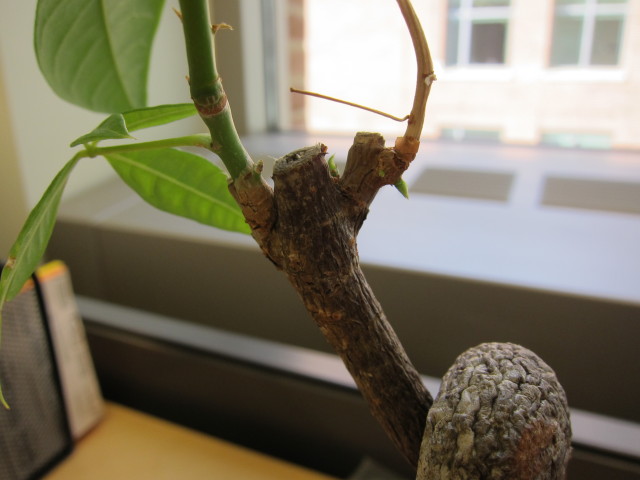new buds with shrivelled trunk