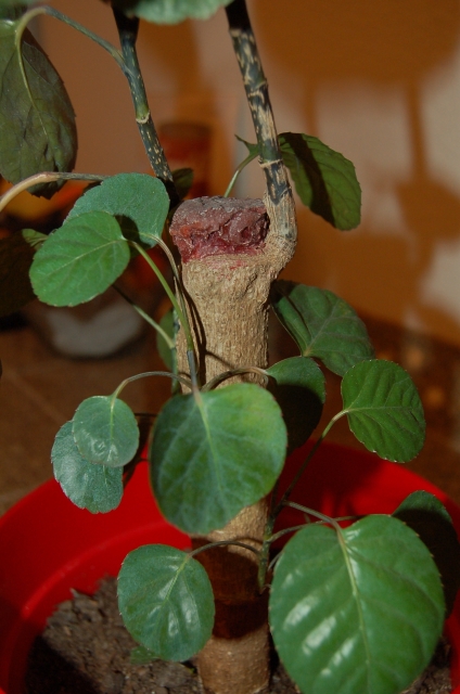 Unknown Potted Plant