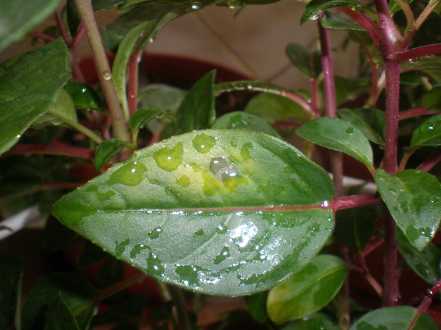 Fuchsia Leaf