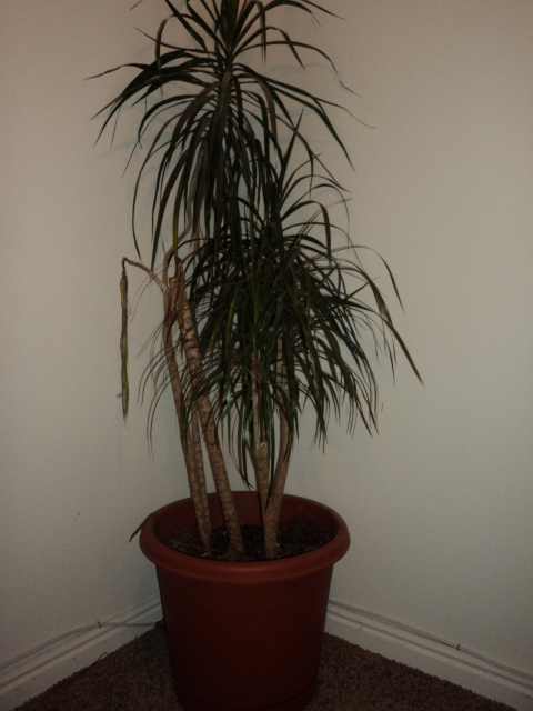 potted palm