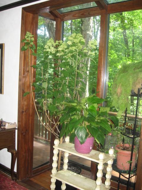 Ficus tree on floor