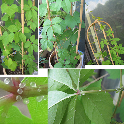 Grape vines and unknown plant