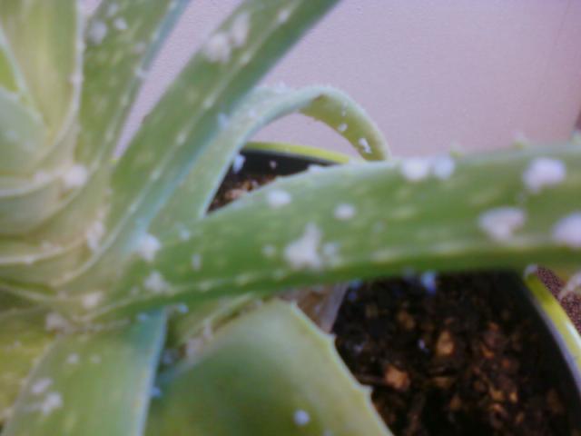 Aloe in Trouble