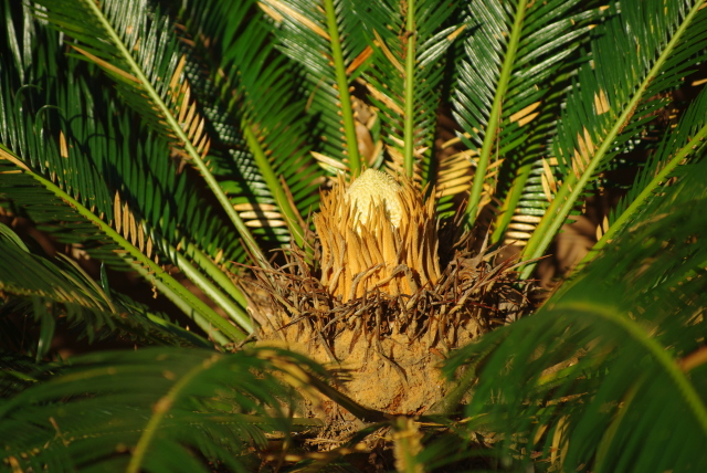 Palm not growing