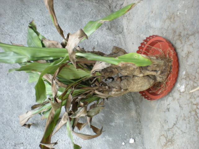 My yucca plant