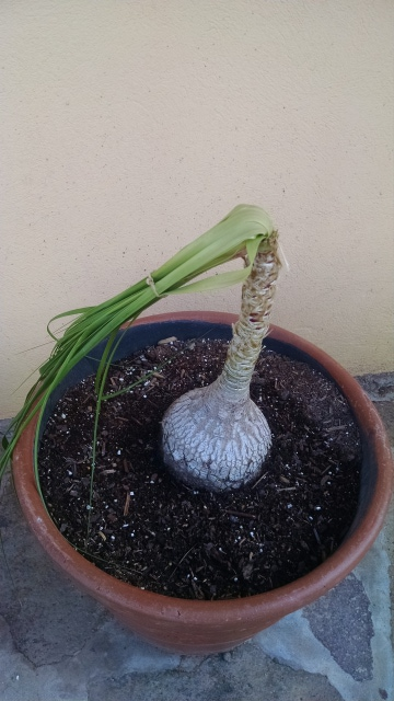 Ponytail Plant Problem