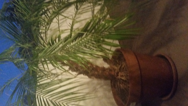 Pygmy Date Palm #2