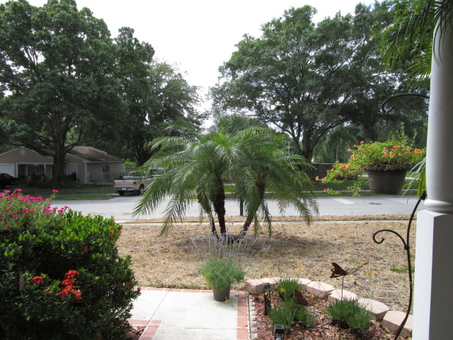 Pygmy Date Palm