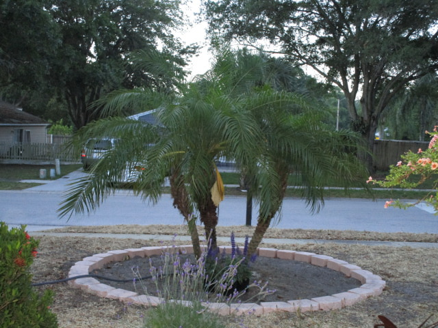 Pygmy Date Palm