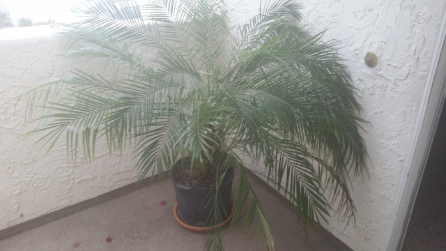 Pygmy Date Palm