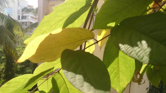 rangoon creeper leaves