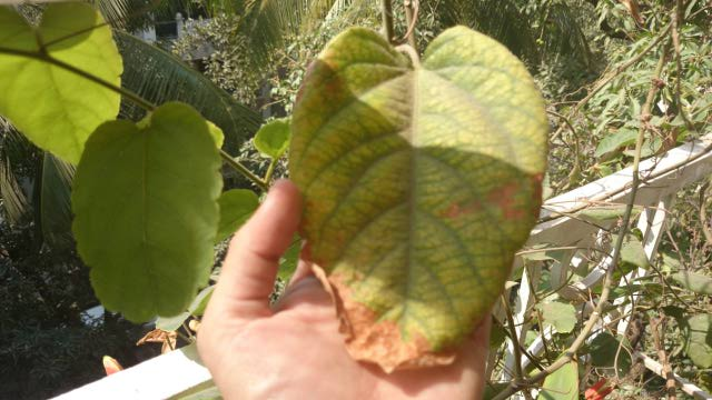 passion flower leaf