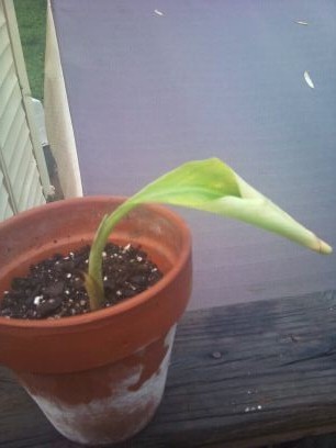 Dwarf Cavendish Banana Tree