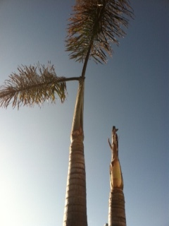 palm trees